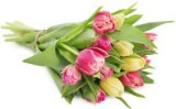 BUKET TULIPANA 7 komada