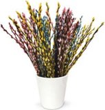 BUKET SALIXA CICCE MACE 1 kom.