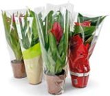 Cvijet (Anturium, Spatifilum ili Guzmania)