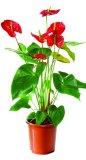 Anthurium fi 12 cm, 1 kom