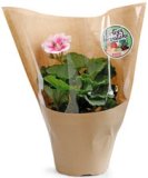 PELARGONIJA Vrtovi Hrvatske Ø 12 cm, zonale, razne boje 1 kom