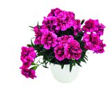 Dianthus mixed fi 11 cm, 1 kom