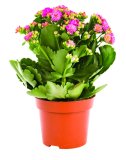 Kalanchoe mix fi 9 cm, 1 kom