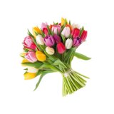 BUKET SEZONSKI ILI BUKET TULIPANA 1 kom