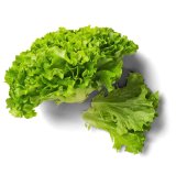 Salata zelena kristal