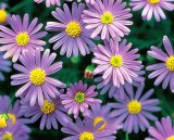 Brahikoma (lat. brachyscome)