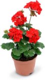 PELARGONIJA 1 kom.
