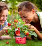 Jagoda 'elan f1' (lat. fragaria ananassa)