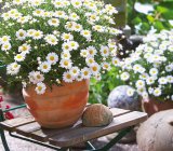 Kanarska ivančica (lat. argyranthemum frutescens)