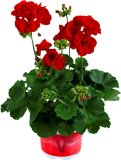 Pelargonija (lat. pelargonium zonale)