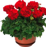 Poluviseća pelargonija 'summer lovers' (lat. pelargonium zonale)