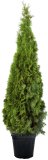 Tuja 'smaragd' (lat. thuja occidentalis)