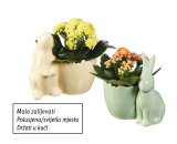 Kalanhoa (u keramičkoj tegli)