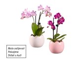 Mini orhideja (u keramičkoj tegli)