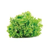 Domaća salata kristalka, zemlja podrijetla Hrvatska komad