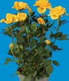 Ruža lončanica 1 kom.