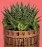 Aloe Vera mix 1 kom.