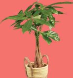 Zeleni mix (u ukrasnoj tegli) 1 kom.