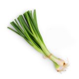 Mladi luk vezica, zemlje podrijetla Makedonija, Egipat, Italija komad