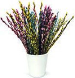 BUKET SALIXA/ CICA MACE u boji, 10 komada 1 buket