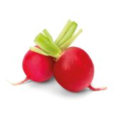 Rotkvica, zemlja podrijetla Italija komad