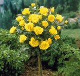 SADNICA RUŽE STABLAŠICE razne boje 1 kom