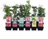 PENJAČICE CLEMATIS Ø 9 cm, razne 1 kom