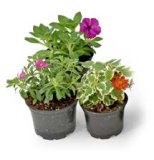 BALKONSKO CVIJEĆE Ø 10 cm, razne vrste i boje 1 kom