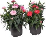 DIANTUS Ø 10 cm, razne boje 1 kom