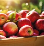 JABUKA CRVENA Vrtovi Hrvatske 2 kg