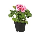 Pelargonija peltatum 1 kom.