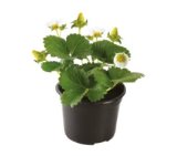 Sadnice jagode 1 kom.