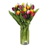 Buket tulipana 1 kom.