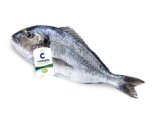 SVJEŽA BIO ORADA 300-600 grama/komad Cromaris 1 kg