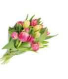 BUKET TULIPANA 7 komada razne boje