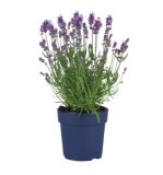 Lavanda angustifolia