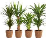 ZELENI CVIJET Ø 17 cm razne vrste 1 kom