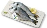 SVJEŽA BIO ORADA Cromaris 300-600 grama/komad