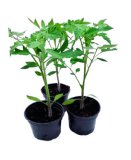 PRESADNICE RAJČICE ILI PAPRIKE Ø 9 cm 1 kom