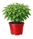 SADNICE CHILLI PAPRIKE Ø 14 cm 1 kom