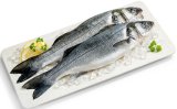 SVJEŽI BRANCIN 1 kg