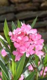 Sadnica OLEANDER 1 kom 