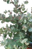 Sadnica EUCALYPTUS GUNNII 1 kom 
