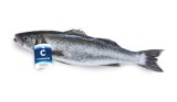 SVJEŽI CROMARIS BRANCIN 600-800 g
