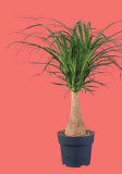 Beaucarnea - slonova noga
