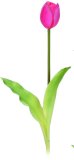 Umjetni tulipani 40 cm, 1 kom