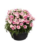 Karanfil dianthus