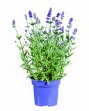 Lavanda angustifolia