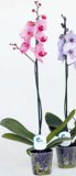 ORHIDEJA PHALAENOPSIS 1 grana,obojana, razne boje 1 kom