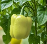PAPRIKA BABURA 1 kg